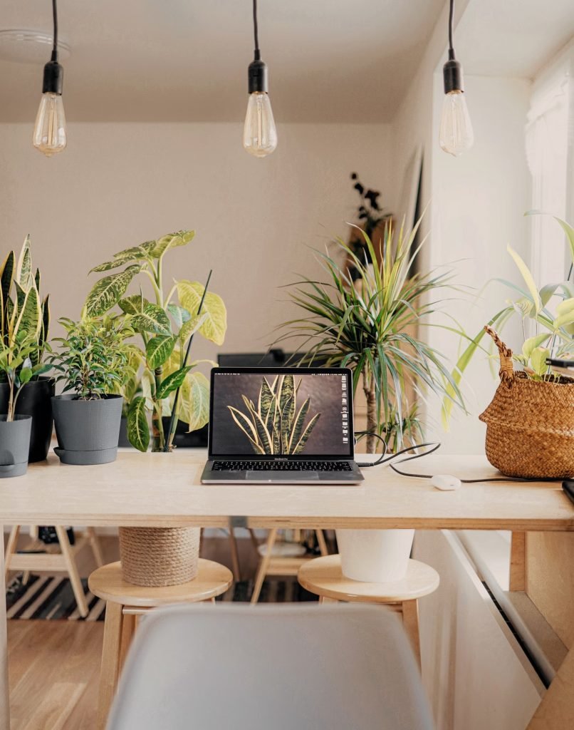 Office desks with indoor plants like Peace Lilies and ZZ plants